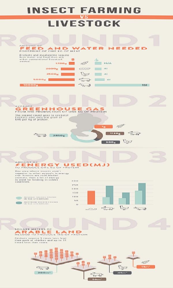 Insect as Food Benefits: Credits - Crickster